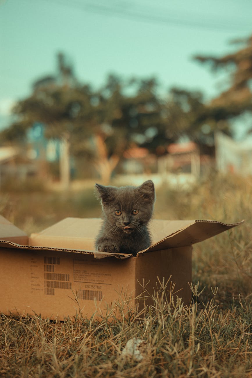 a kitten in a cardboard box outdoors